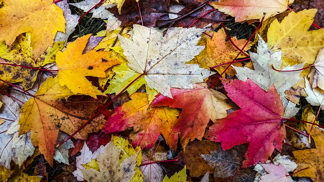 Fallen Colours, Stanley Park, Vancouver, British Columbia, Canada