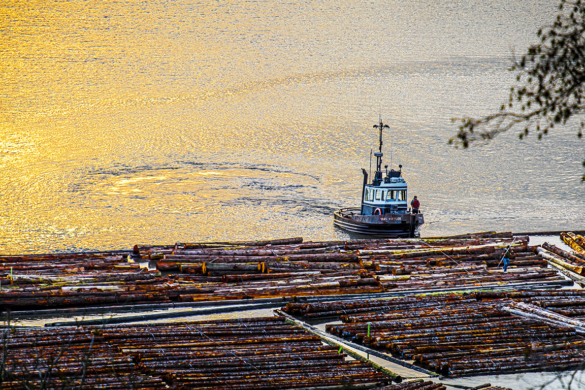 Young Hustler, Fraser River Estuary, From Pacific Spirit Regional Park, Vancouver, British Columbia, Canada