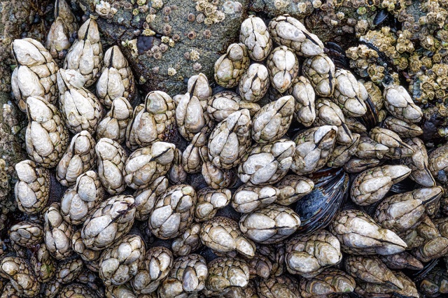 Barnacles and Mussel, Ucluelet, Vancouver Island, British Columbia, Canada