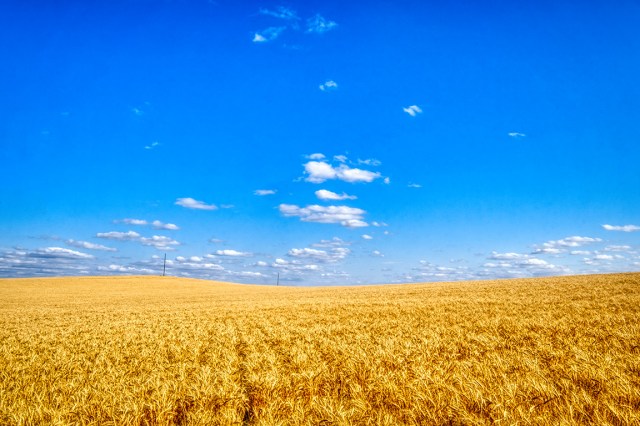 In Golden Rows, Drumheller, Alberta, Canada