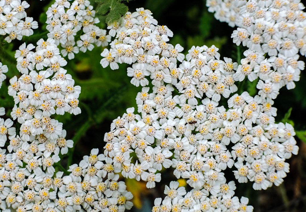 Alabaster Fields, Whistler, British Columbia, Canada