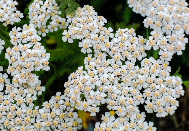 Alabaster Fields, Whistler, British Columbia, Canada