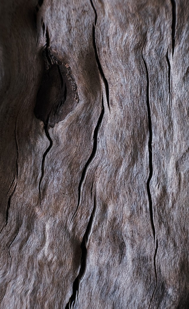 The Beauty of Decay, Whistler, British Columbia, Canada