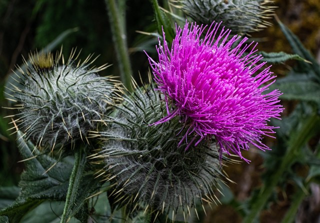 Thorn and Flower, Whistler, British Columbia, Canada