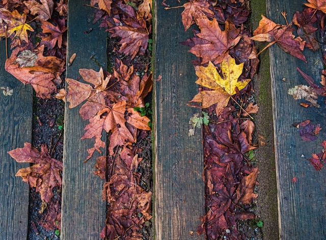 Autumn's Lingering Hues, Pacific Spirit Regional Park, Vancouver, British Columbia, Canada copy
