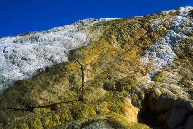 Not a Tree but a Twig, Yellowstone National Park, Wyoming, United States of America