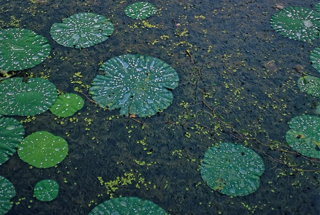 Beaded Glass, Rainfall on Lotus Pond, Sukhothai, Thailand