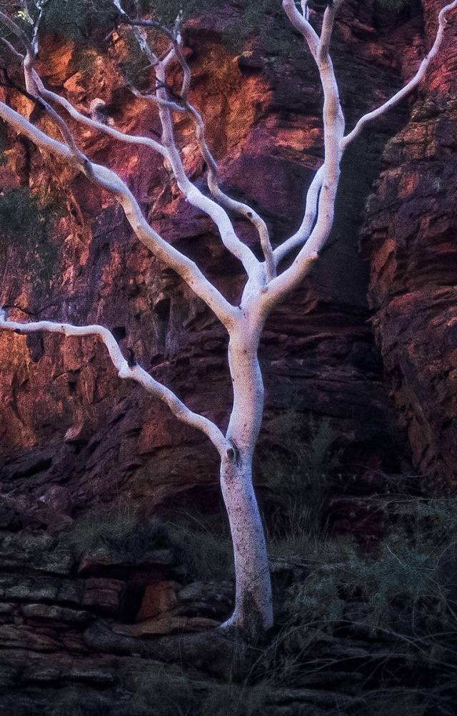 ghost in the hollows, white eucalyptus, kings canyon, northern territory, australia