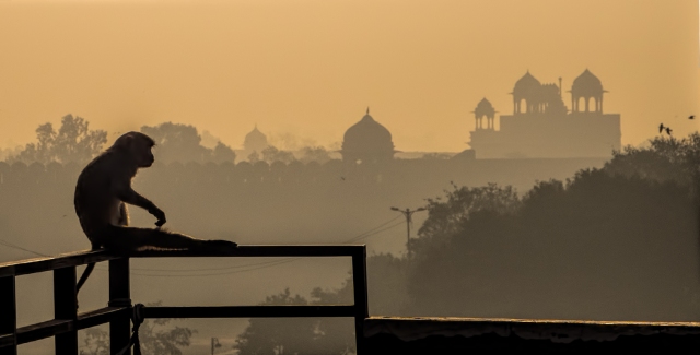 Monkey & Red Fort Sunrise, Hotel Tara Place, Chandni Chowk, New Delhi, India