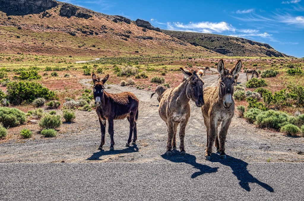 Three Burros, High Rock Road, Nevada, United States of America