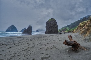 Life Defies the Gloom, Gold Beach, Oregon, United States of America copy