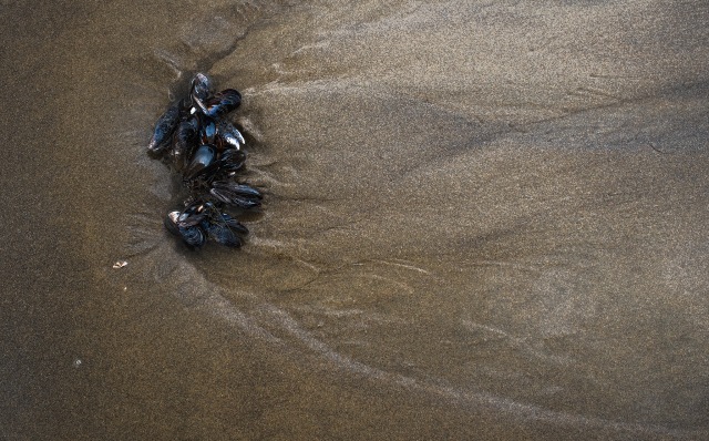 Mussels in the Stream, Cannon Beach, Oregon, United States of America
