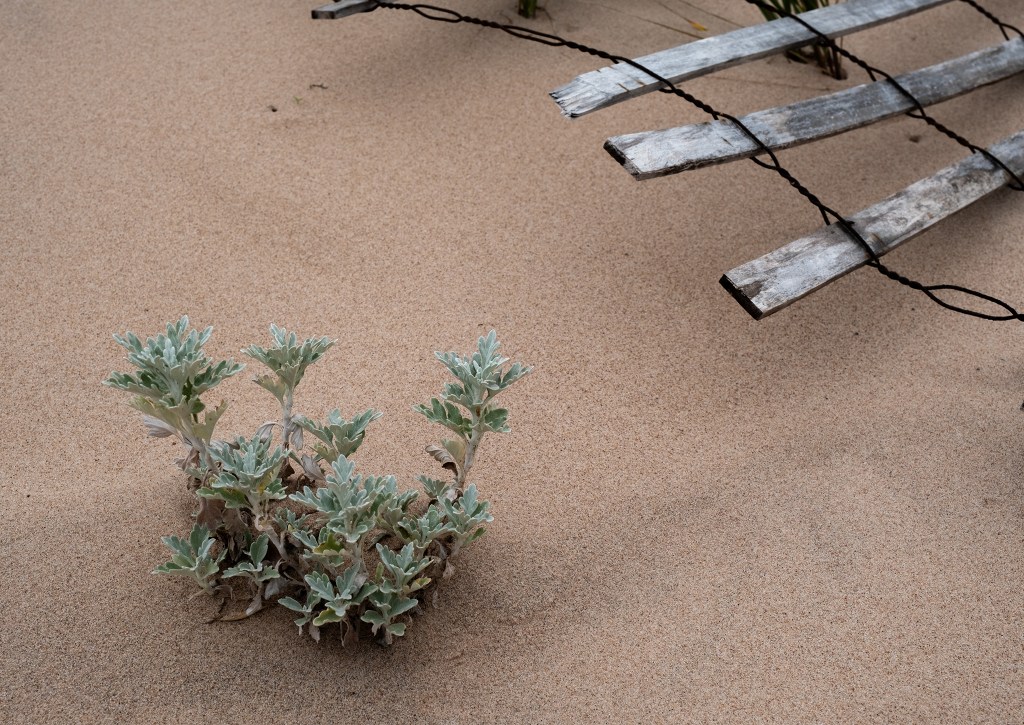 Life Thrives, Basin Head Provincial Park, Prince Edward Island, Canada