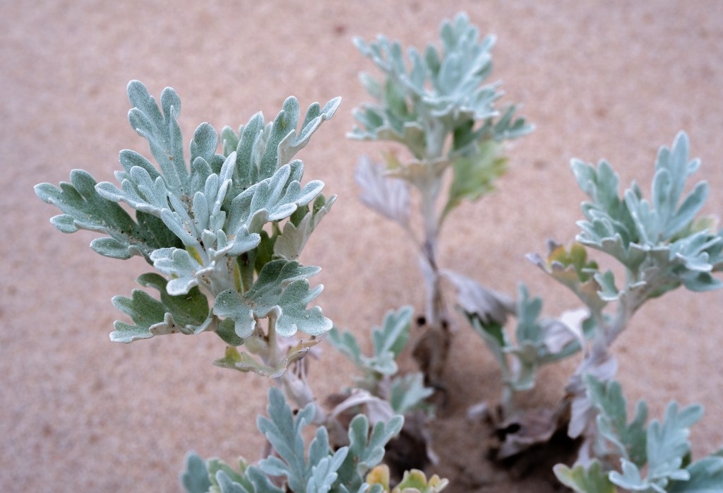 Soft Like Velvet, Artemisia Stelleriana, Basin Head Provincial Park, Prince Edward Island, Canada