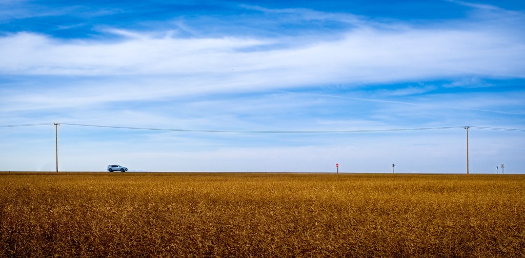 Crossing Canola, Highway 39, Pitman, Saskatchewan, Canada