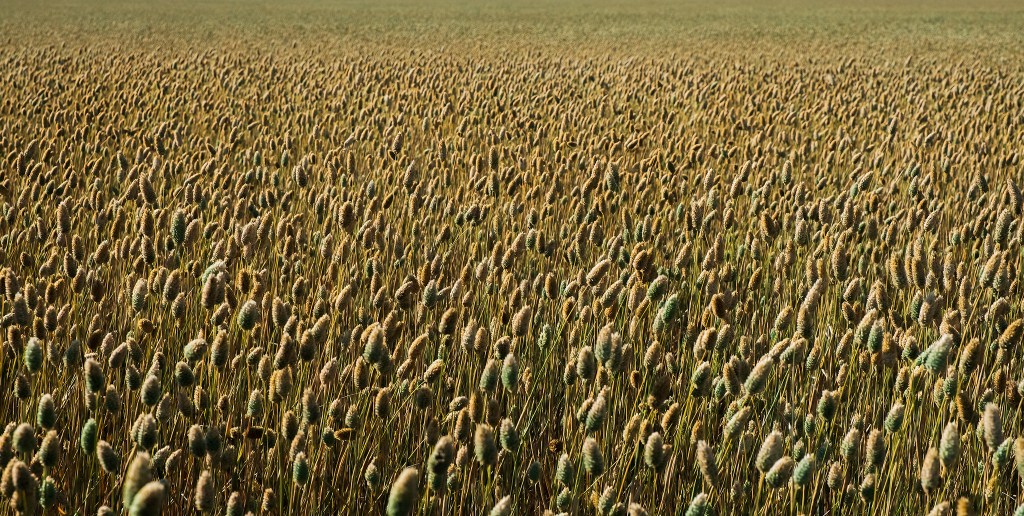Field of Canary Seed, Drinkwater, Saskatchewan, Canada