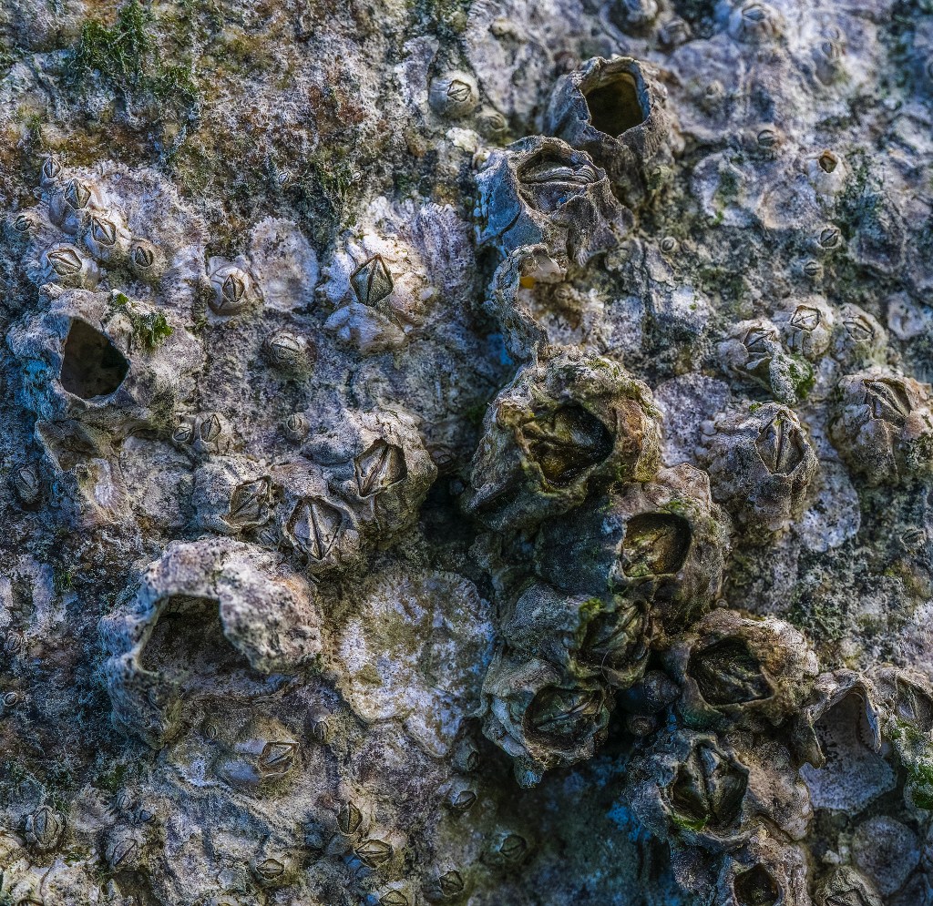 Barnacles, Habitat Island, False Creek, Vancouver, British Columbia, Canada