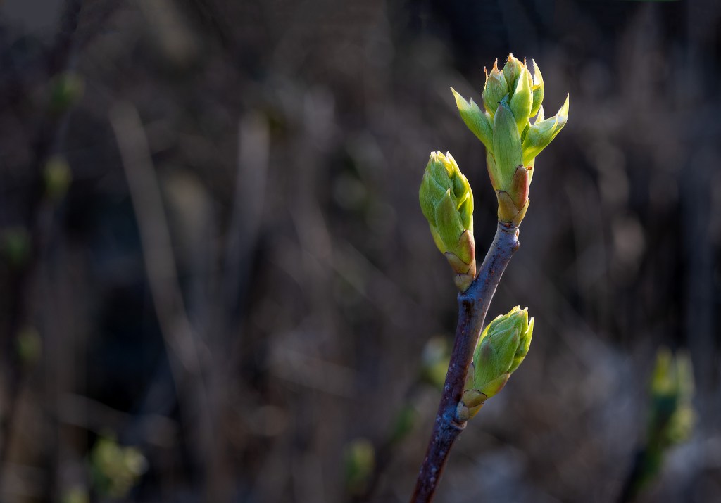 Early Spring, Hinge Park Wetland, Vancouver, British Columbia, Canada