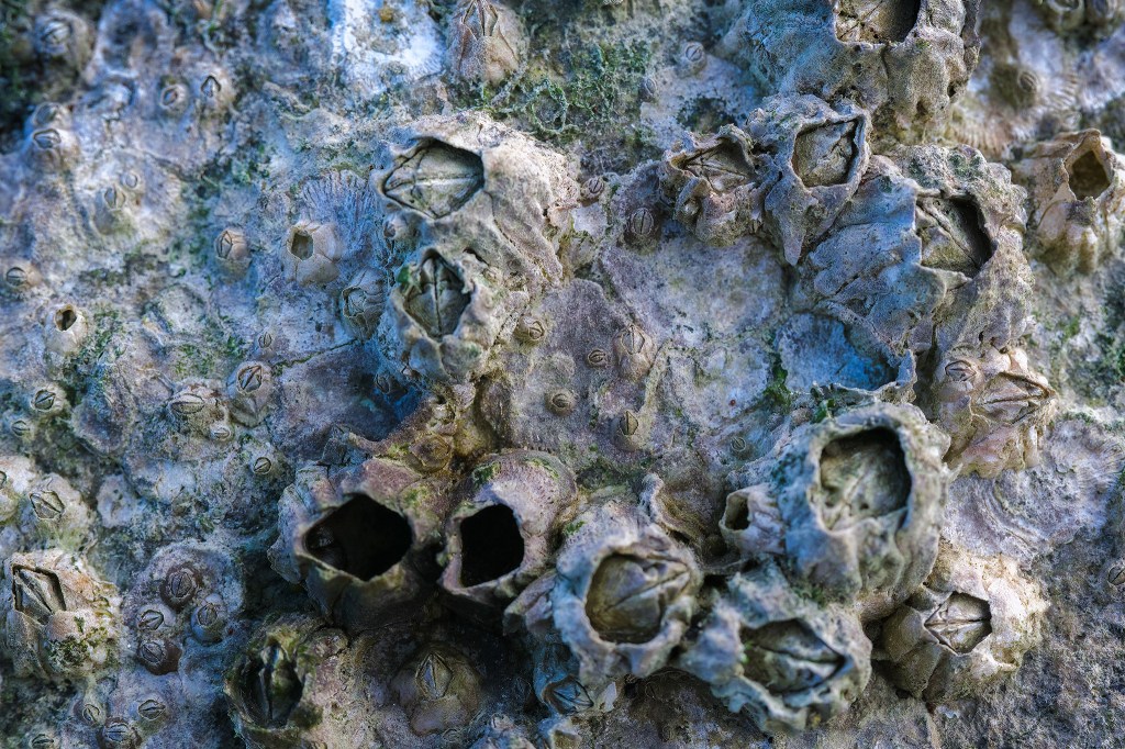 Focus on the Little Guys, Barnacles, Habitat Island, False Creek, Vancouver, British Columbia, Canada