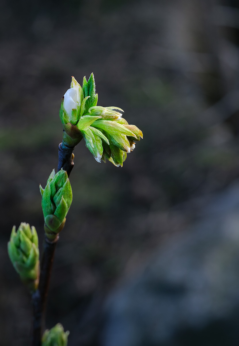 Reach for the Sky, Hinge Park Wetland, False Creek, Vancouver, Briitsh Columbia, Canada