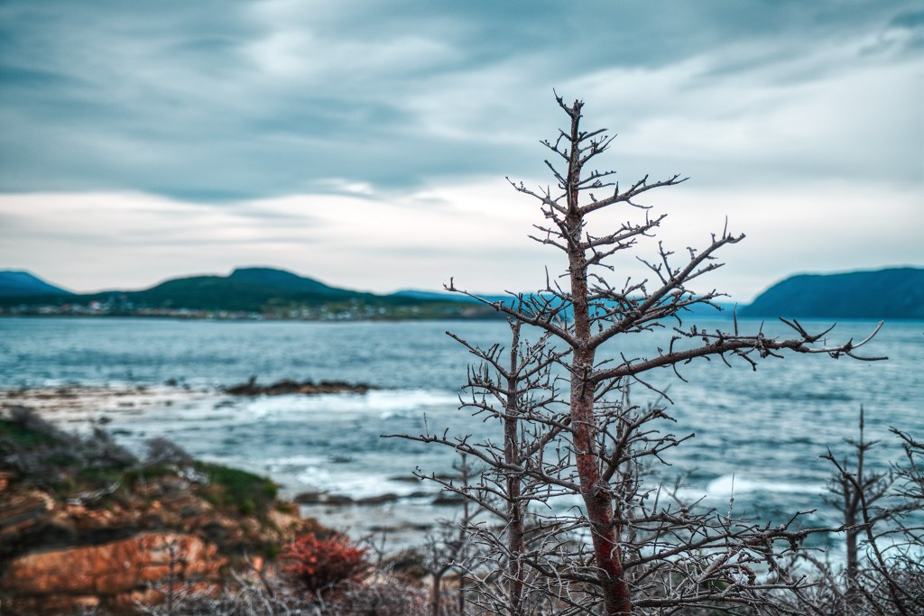 Skeletons, Lobster Cove Head, Gros Morne National Park, Newfoundland, Canada