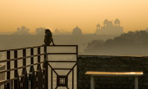 Monkey Business II, Red Fort, Tara Palace Hotel, Chandni Chowk, New Delhi, India