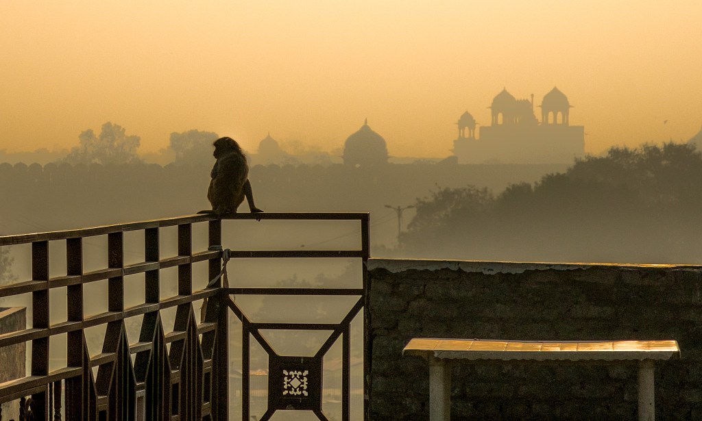 Monkey Business II, Red Fort, Tara Palace Hotel, Chandni Chowk, New Delhi, India