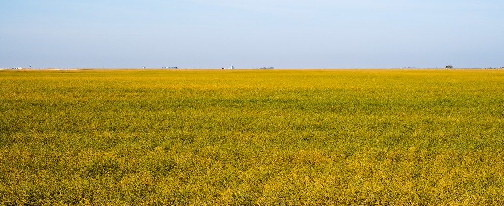 Canola Fields, Pitman, Saskatchewan, Canada