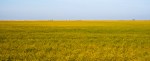 Canola Fields, Pitman, Saskatchewan, Canada