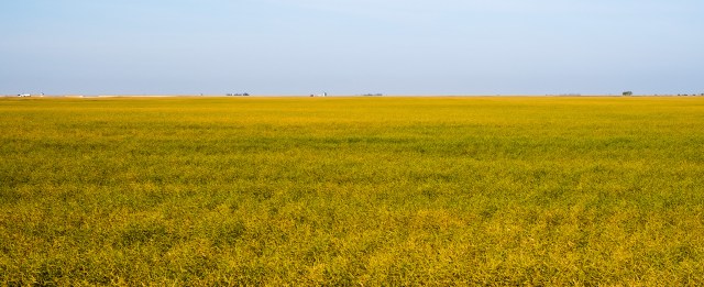 Canola Fields, Pitman, Saskatchewan, Canada