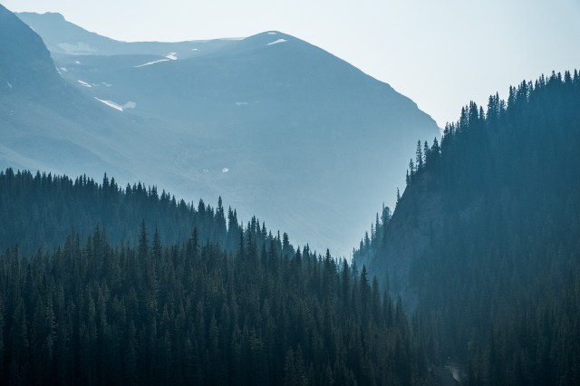 Hackles in the Haze, Icefields Parkway, Banff National Park, Alberta, Canada