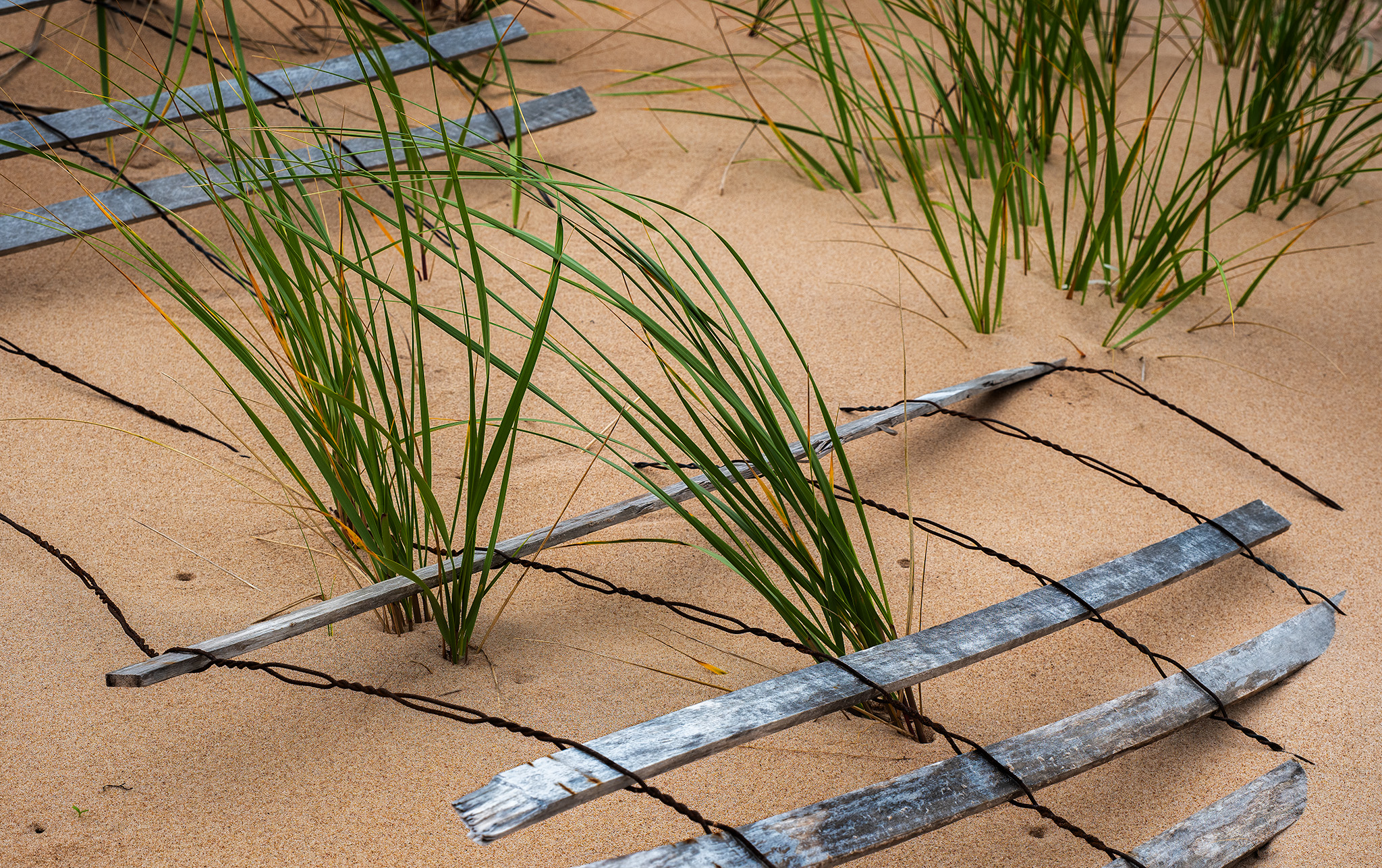 Unconfined, Basin Head Provincial Park, Prince Edward Island, Canada