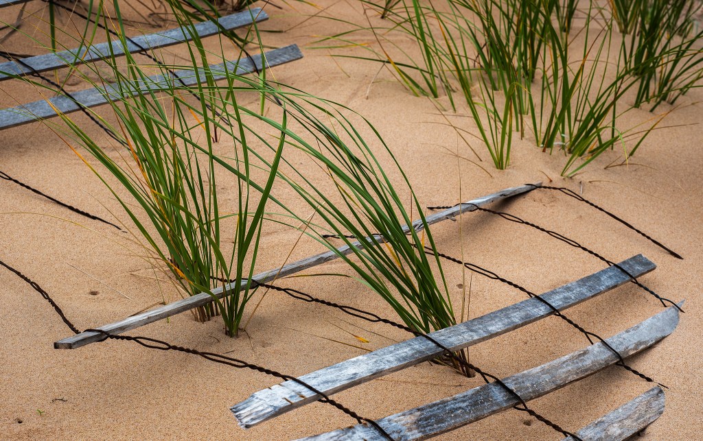 Unconfined, Basin Head Provincial Park, Prince Edward Island, Canada