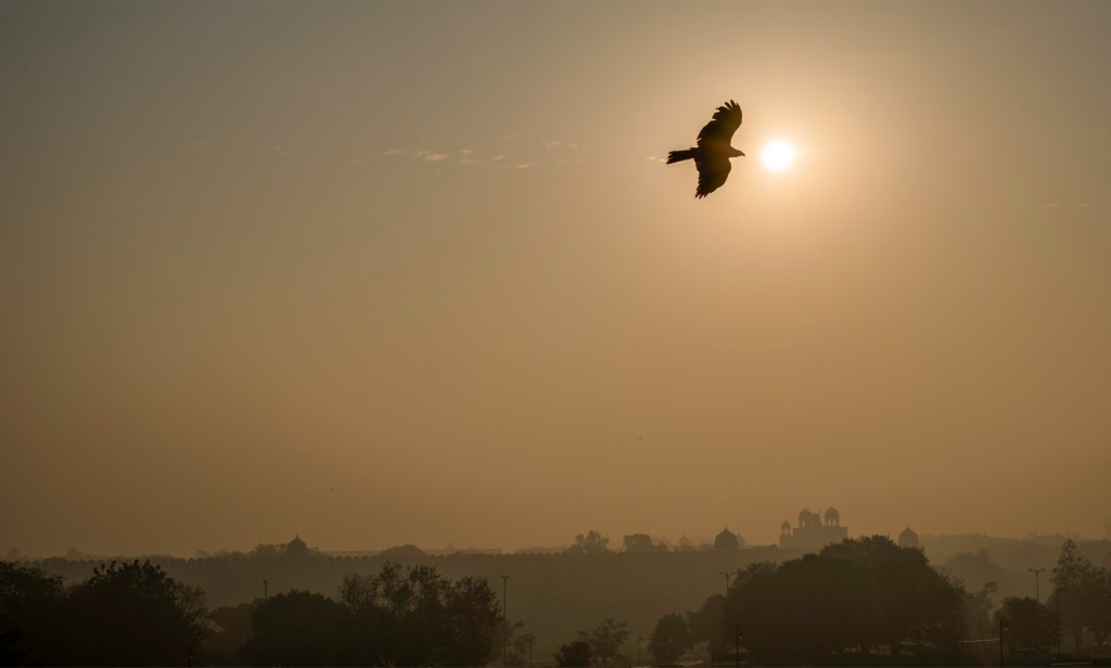 Black Kite over Red Fort, Chandni Chowk, Old Delhi, New Delhi, India