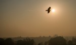 Black Kite over Red Fort, Chandni Chowk, Old Delhi, New Delhi, India
