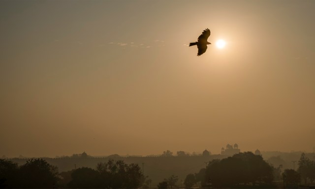 Black Kite over Red Fort, Chandni Chowk, Old Delhi, New Delhi, India