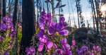 Fireweed, Maligne Valley, Jasper National Park, Alberta, Canada