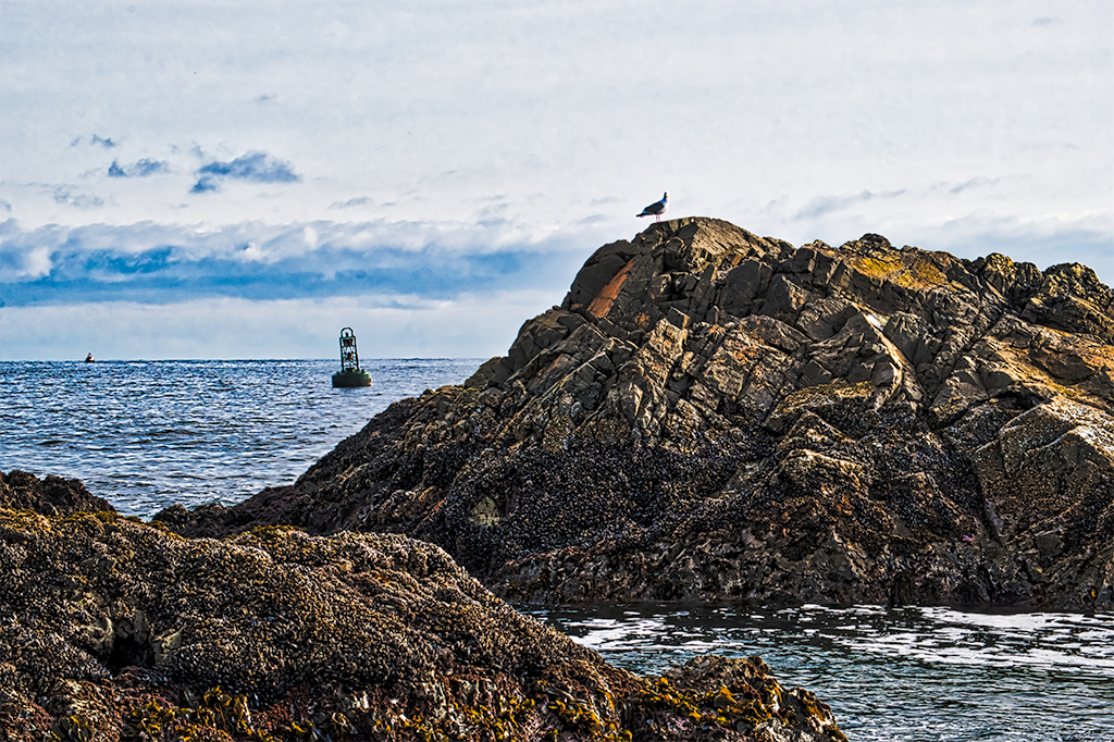 Seagull at Melfort Bell, Carolina Channel, Ucluelet, Vancouver Island, British Columbia, Canada