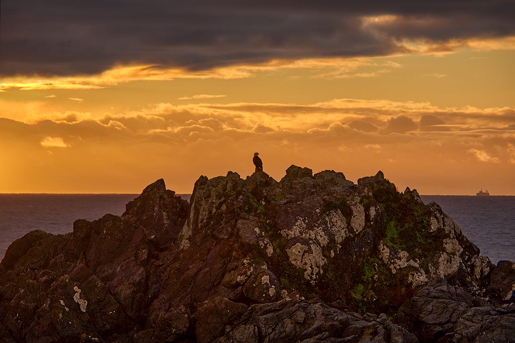 Vigilant Bald Eagle, Wild Pacific Trail, Ucluelet, Vancovuer Island, British Columbia, Canada