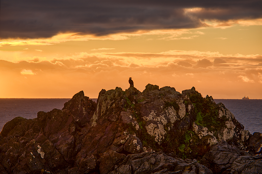 Vigilant Bald Eagle, Wild Pacific Trail, Ucluelet, Vancovuer Island, British Columbia, Canada