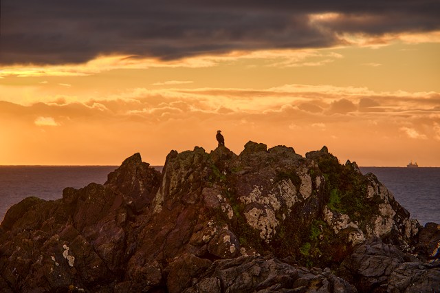 Vigilant Bald Eagle, Wild Pacific Trail, Ucluelet, Vancovuer Island, British Columbia, Canada